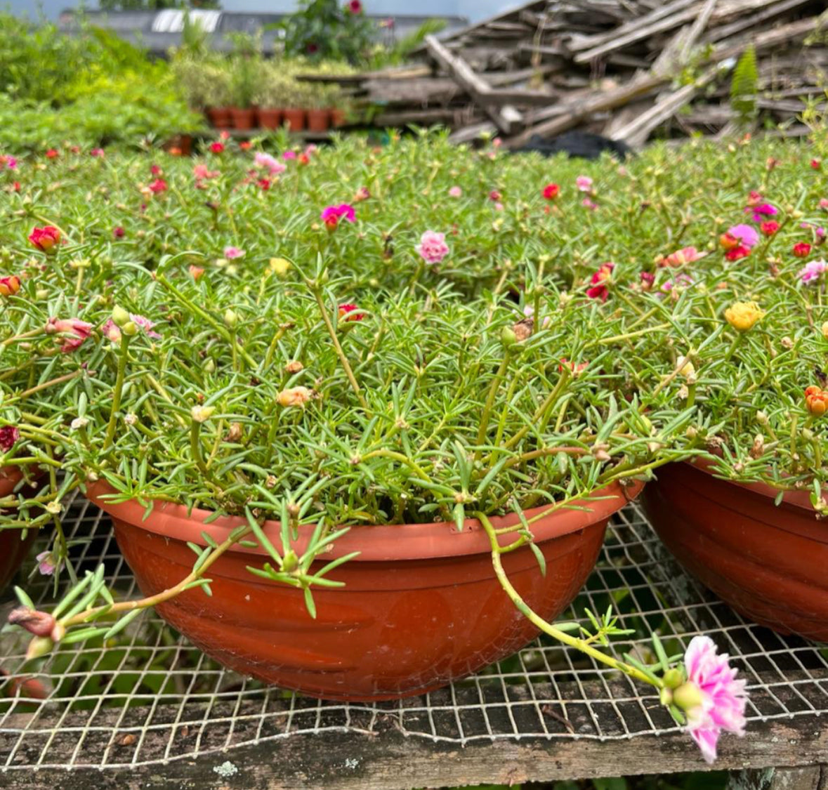 Portulaca Grandiflora, Japanese Rose Mix Colour (0.2m)