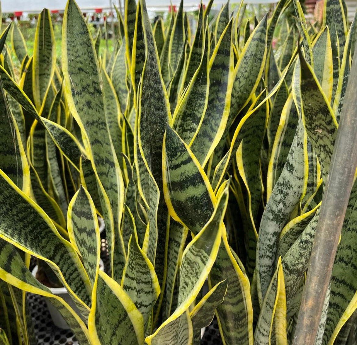 Dracaena Trifasciata 'Laurentii', Mother-In-Law's Tongue, Snake Plant (0.7m)