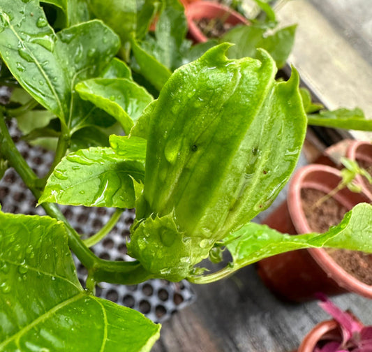 Passiflora Edulis, Passion Fruit (0.8m)