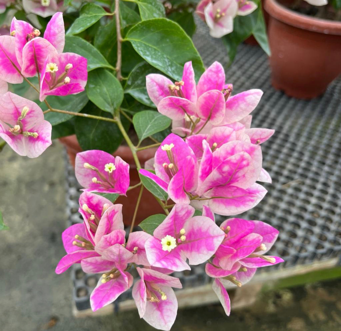Bougainvillea 'Aiskrim' (0.55m)