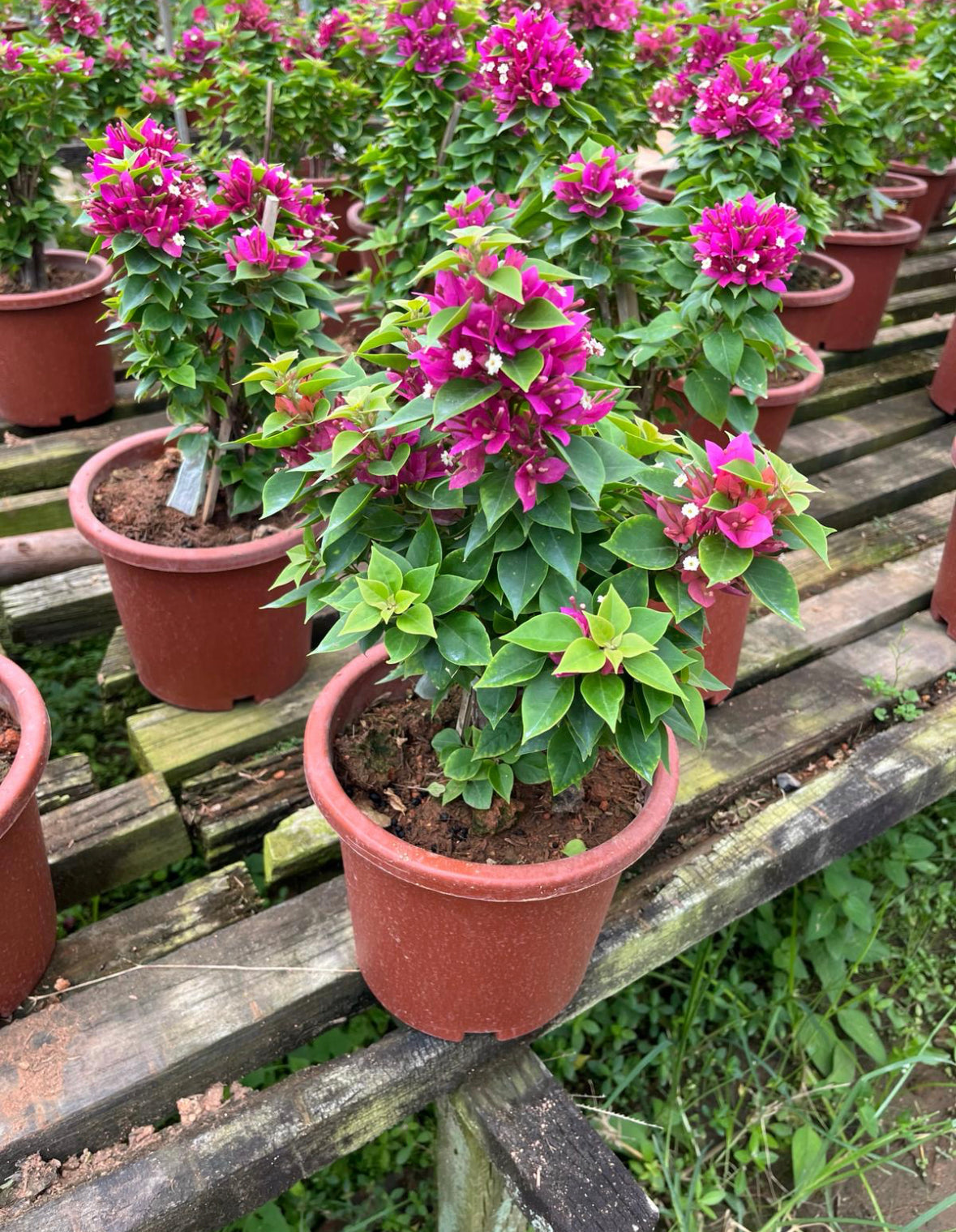 Bougainvillea 'Sanderiana' (0.5m)