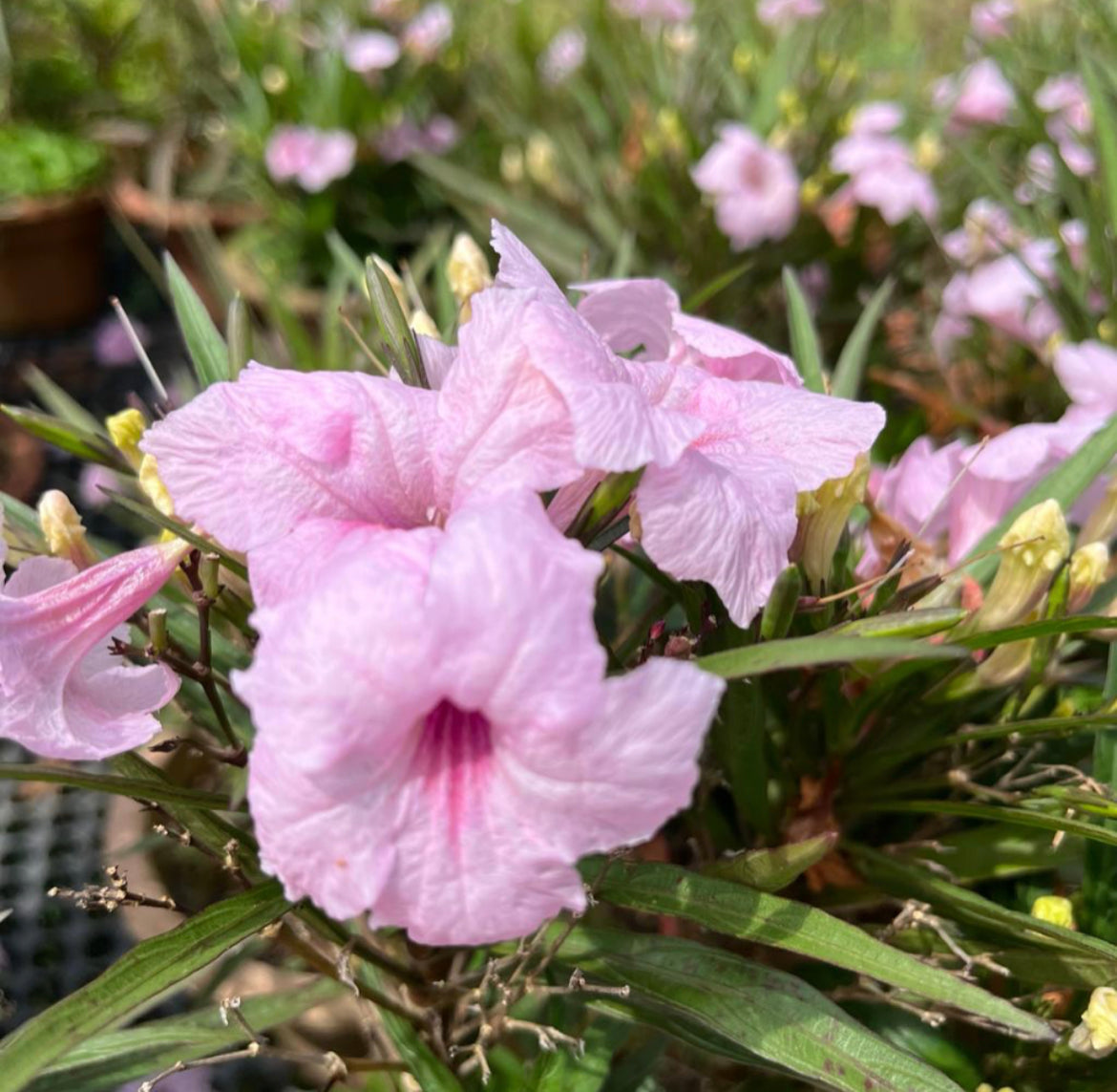 Ruellia Simplex 'Colobe Pink' (0.2m)