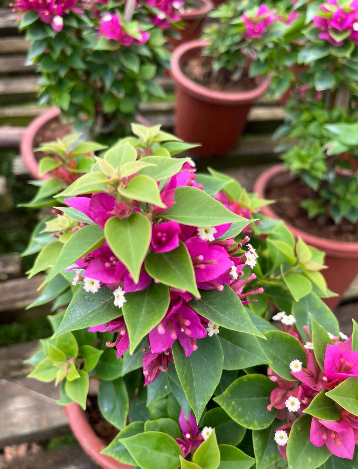 Bougainvillea 'Sanderiana' (0.5m)