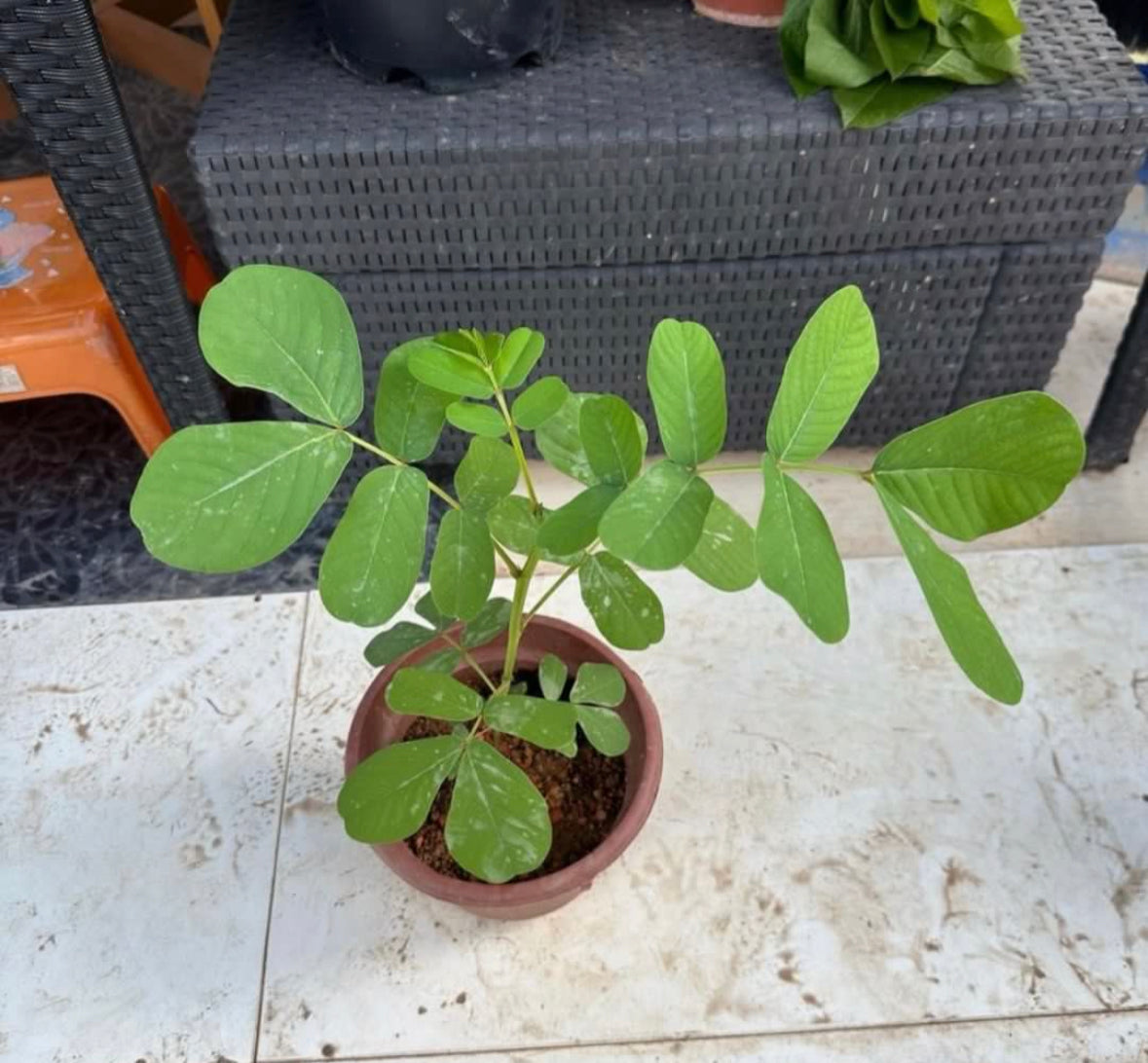 Senna Alata (Linnaeus) Roxburgh, Candle Plant (0.4m)