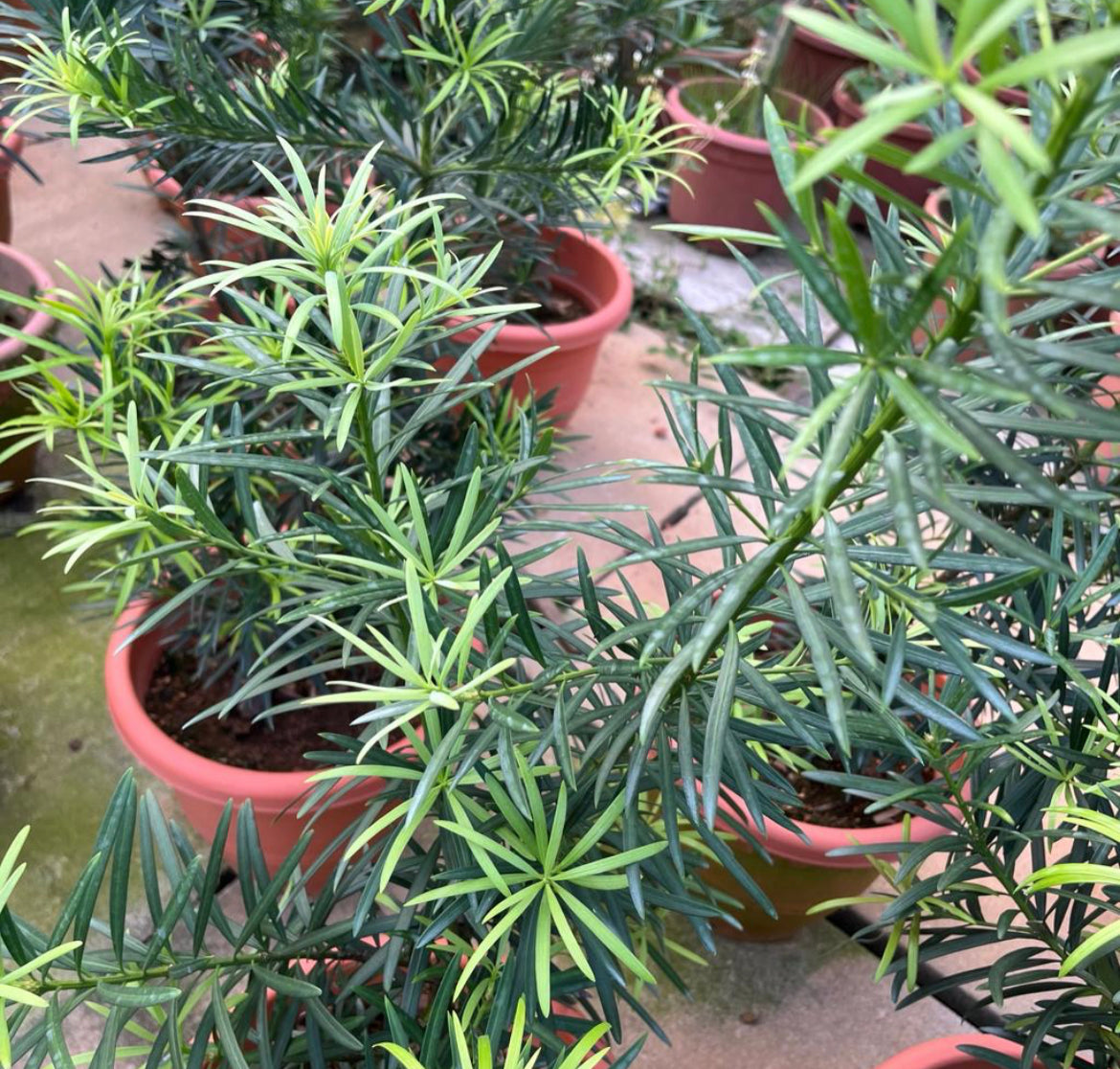 Podocarpus Macrophyllus (1m)