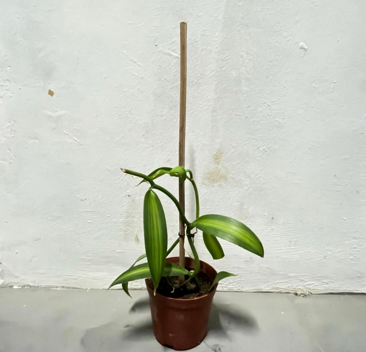 Variegated Vanilla Planifolia Andrews (0.4m)