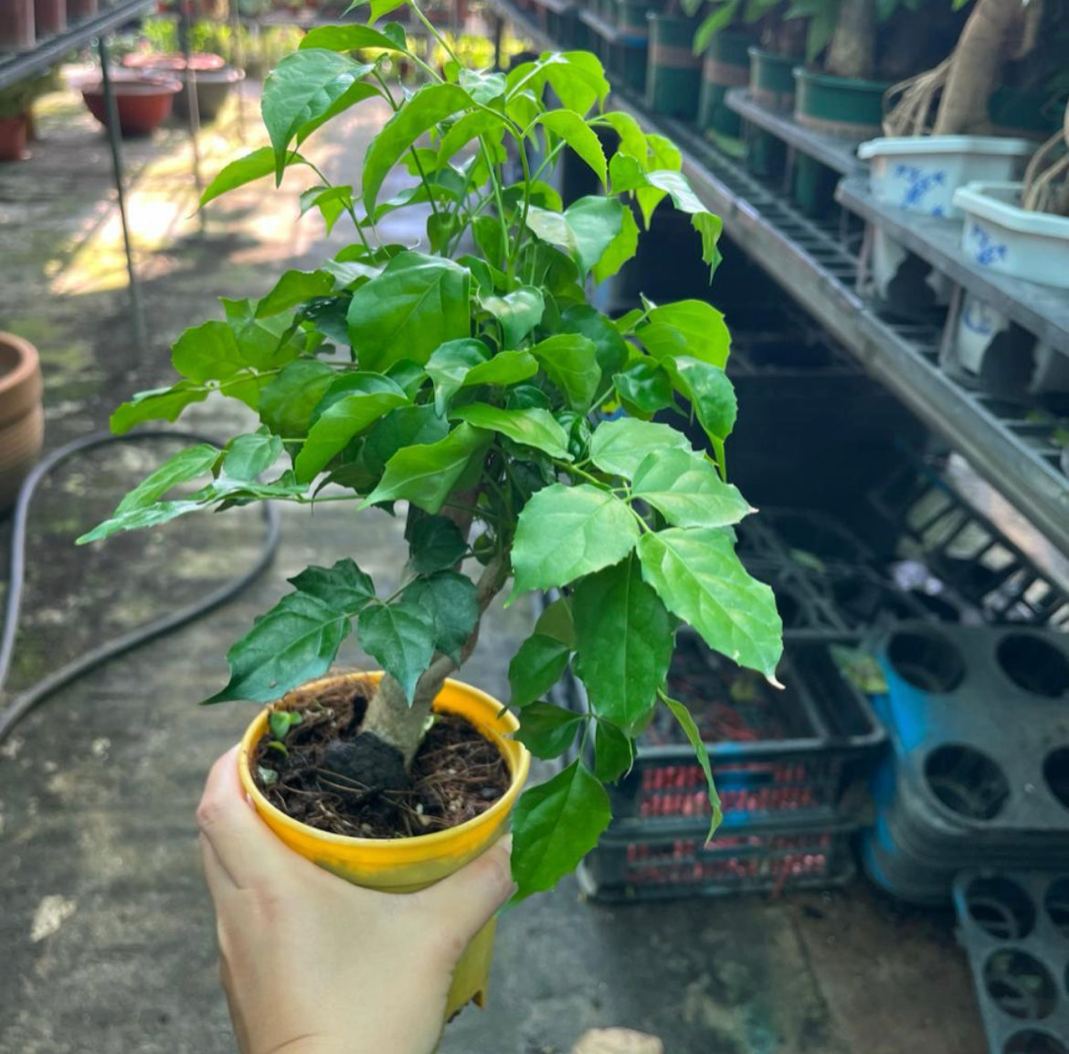 Radermachera Sinica, China Doll (0.3m)