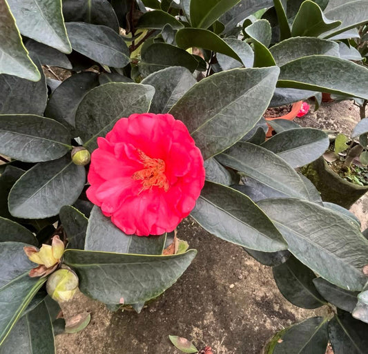 Camellia Azalea Multi Petal (0.8m)