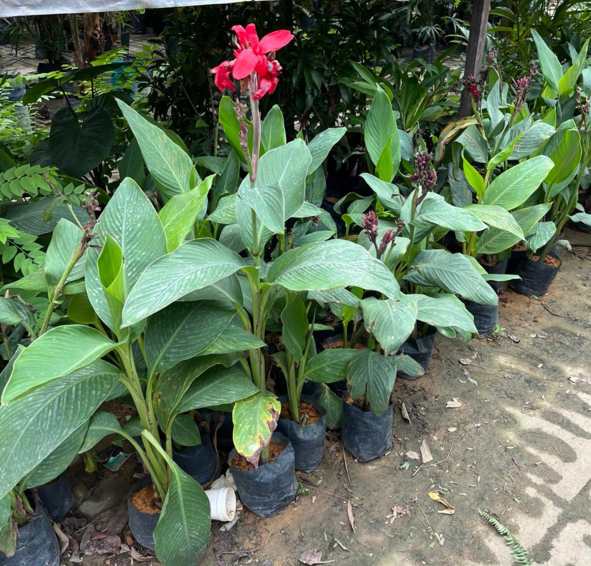 Canna Indica, Indian Shot In Bag (0.8m)
