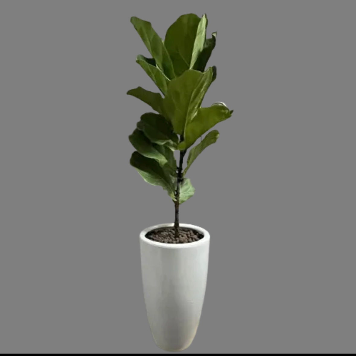 Ficus Lyrata with Design Pot (1m)