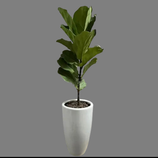 Ficus Lyrata with Design Pot (1m)