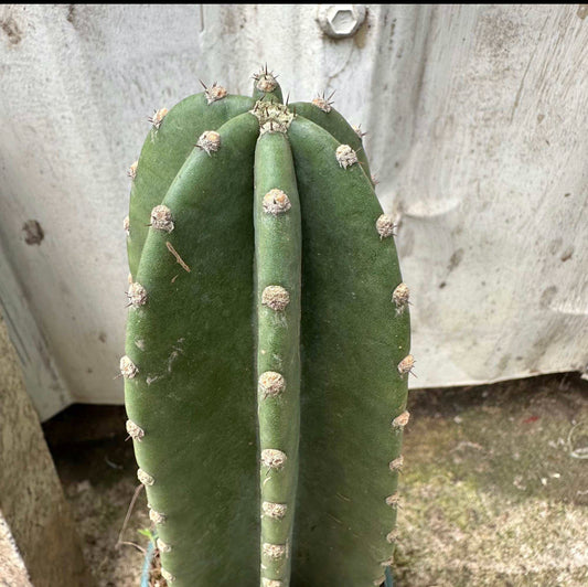 Cereus Jamacaru (0.3m)