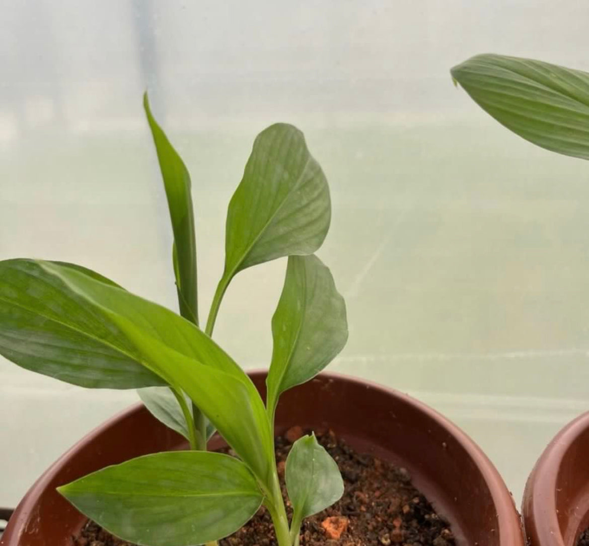 Bundle Of 2 - Turmeric Plant (0.35m)