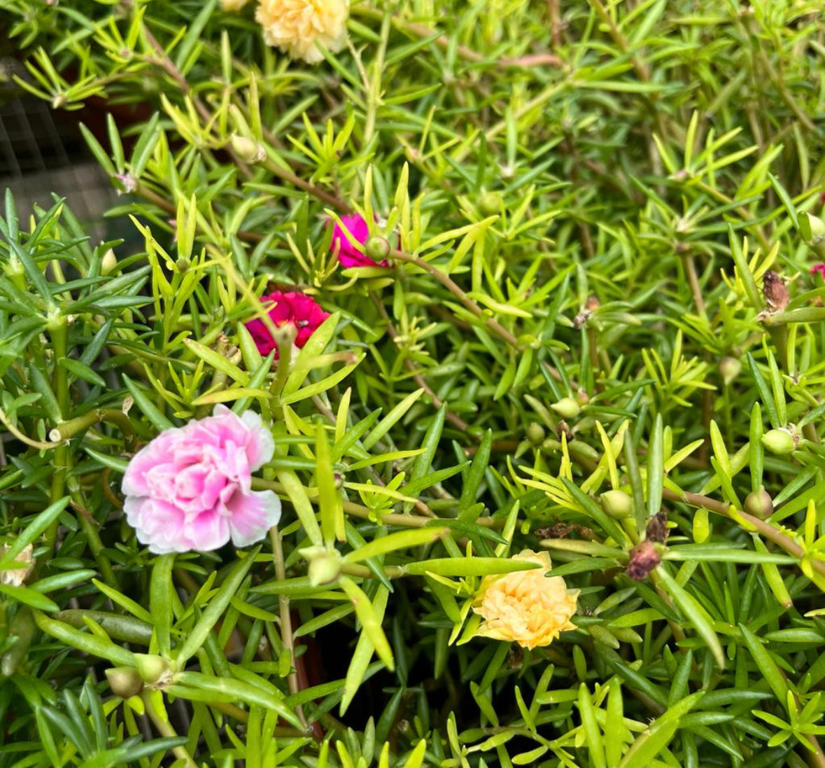Portulaca Grandiflora, Japanese Rose Mix Colour (0.2m)