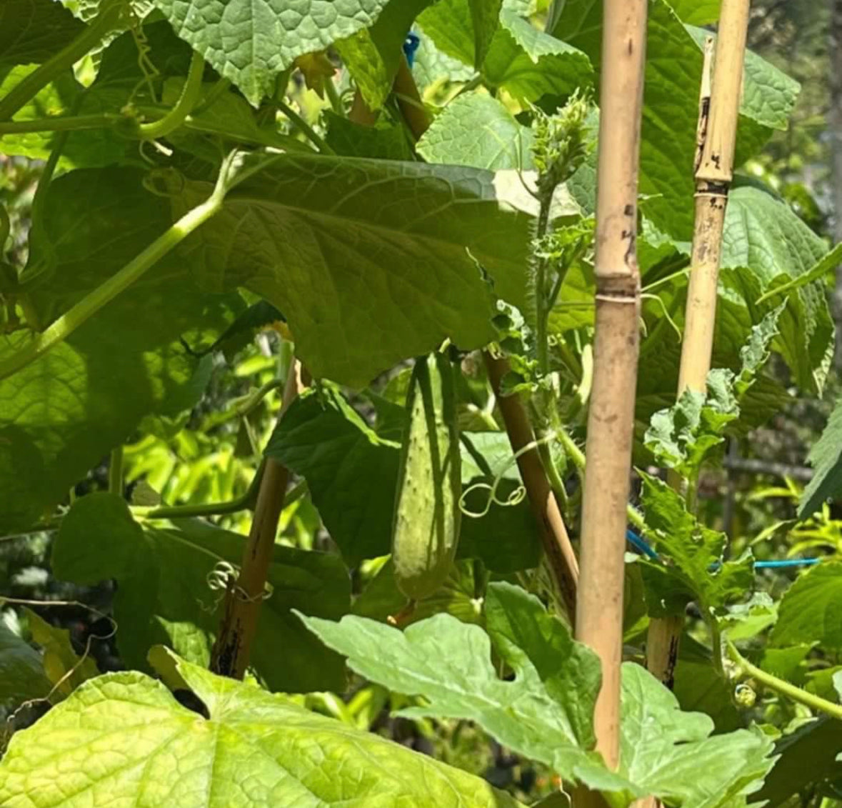 Cucumber Plant (0.6m)