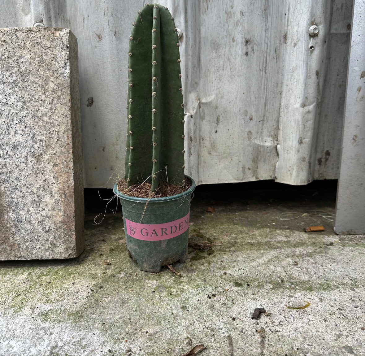 Cereus Jamacaru (0.3m)