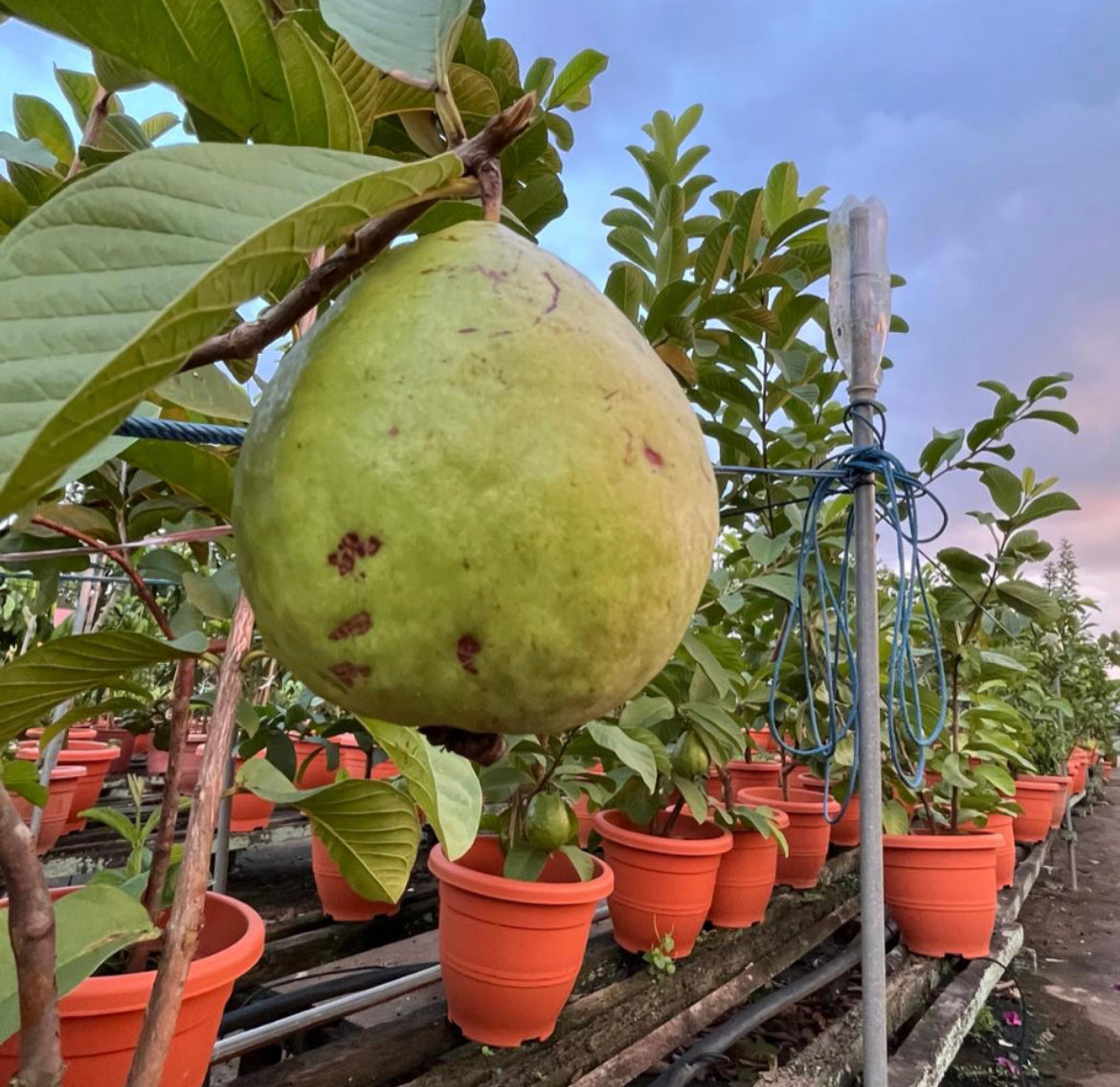 Psidium Guajava, Guava Plant (1m)