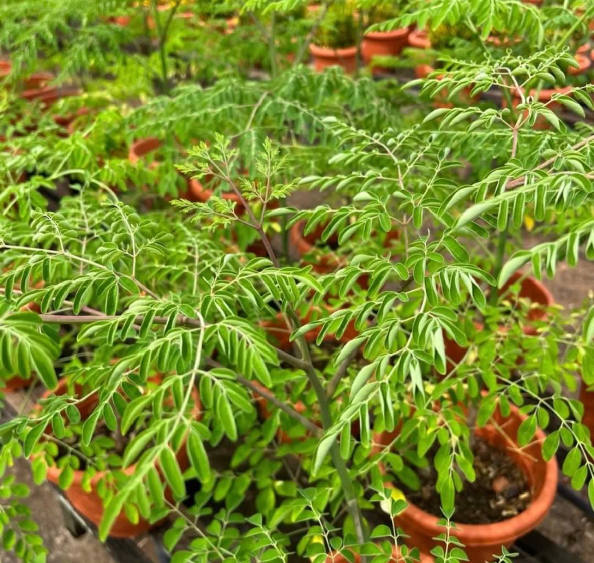 Moringa Plant (1m)