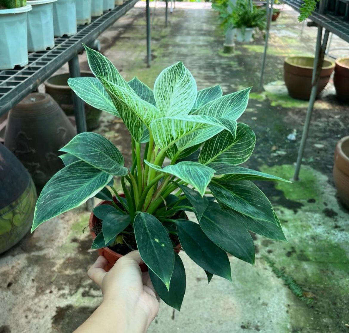 Philodendron Birkin (0.2m)