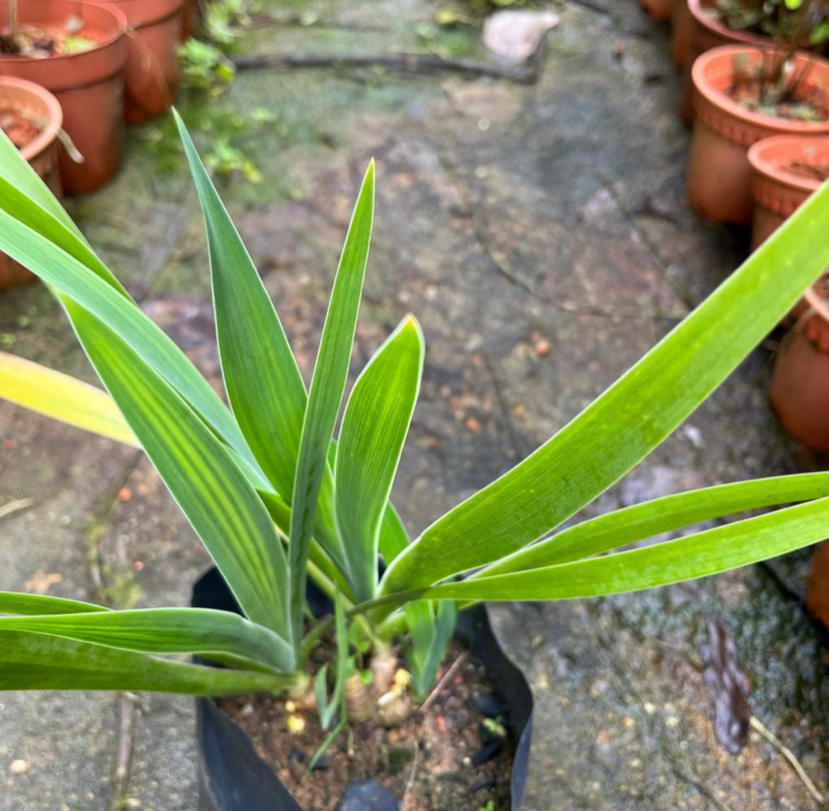 Bundle Of 5 - Iris Domestica (Linn.) DC In Bag (0.3m)