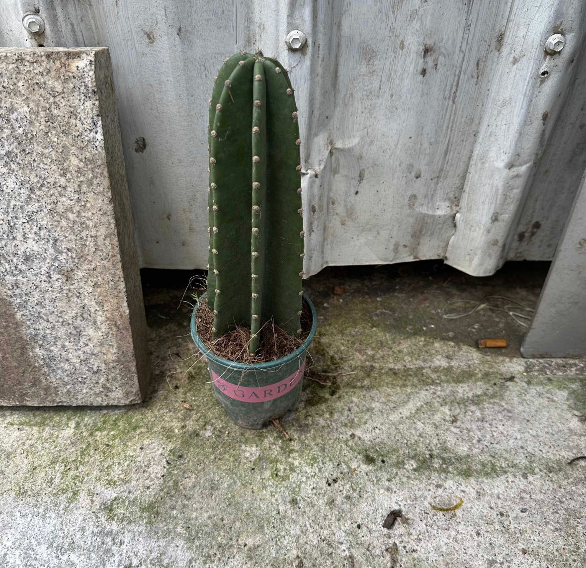 Cereus Jamacaru (0.3m)