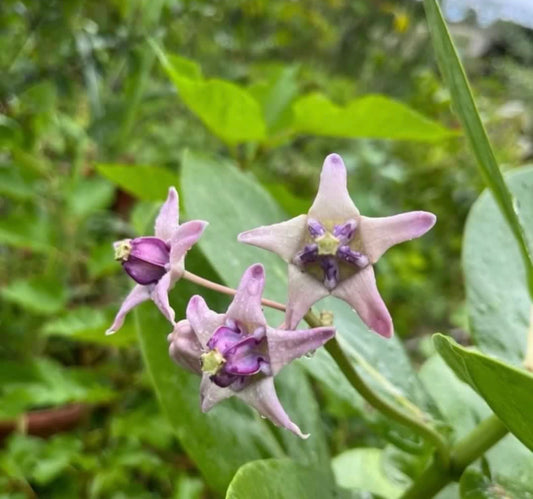 Calotropis Gigantea, Giant Milkweed (1m)