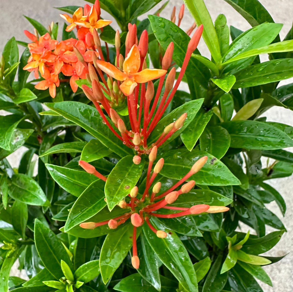 Bundle Of 3 - Ixora 'Dwarf Orange' In Bag (0.3m)