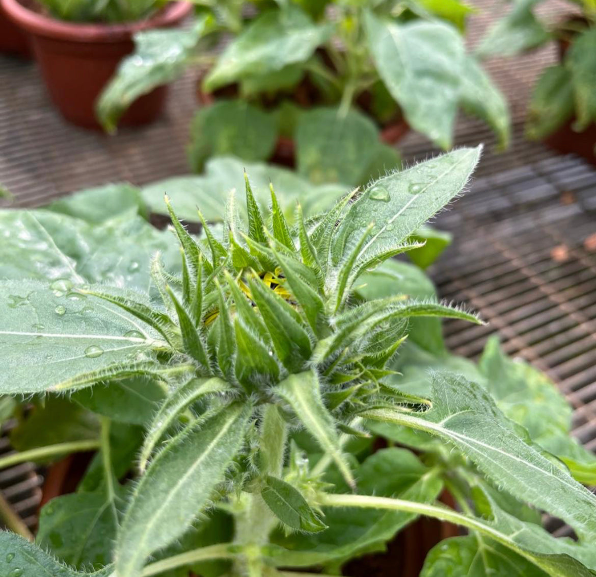 Sunflower Plants (0.3m)