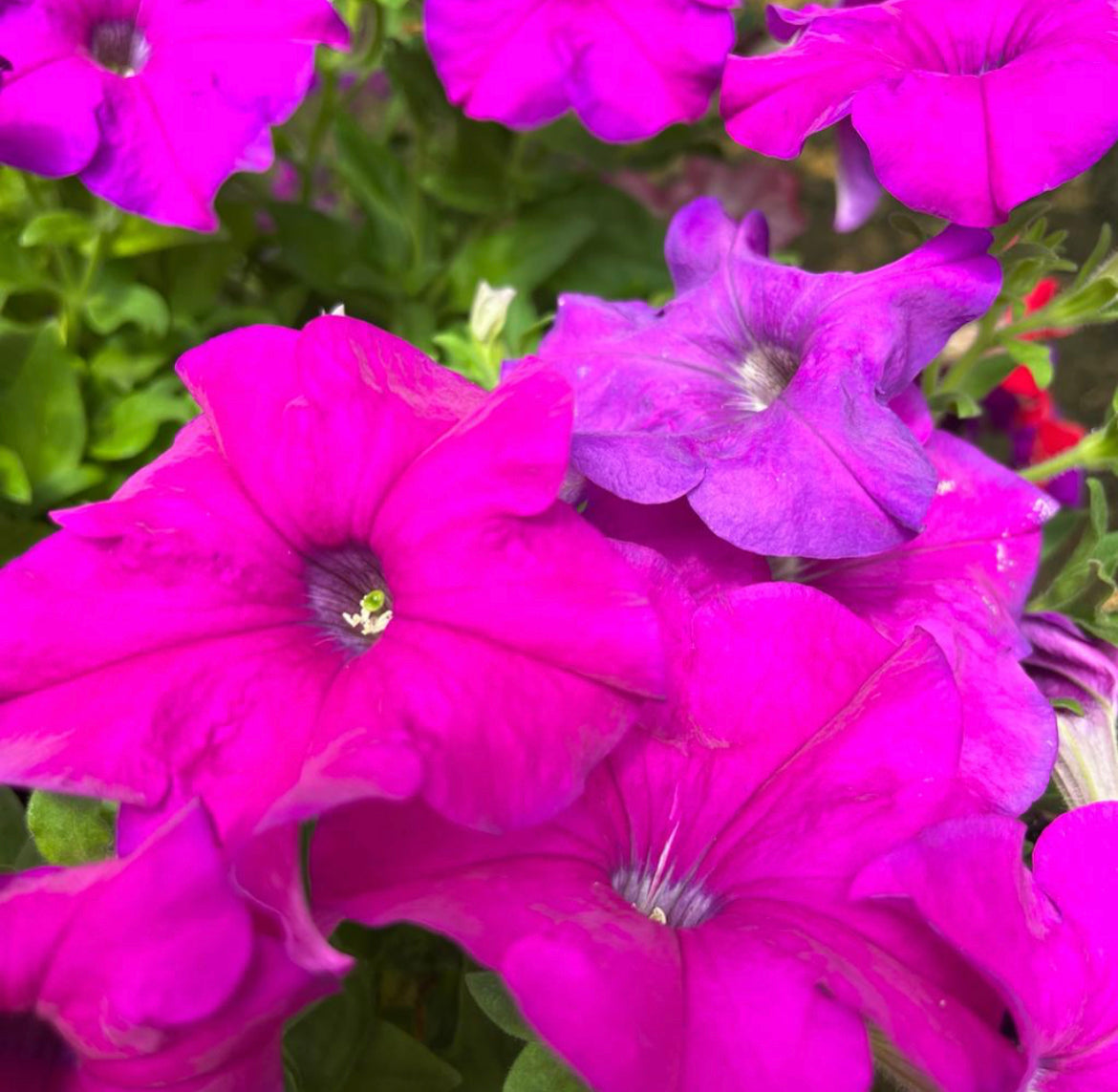 Petunia Violet (0.35m)