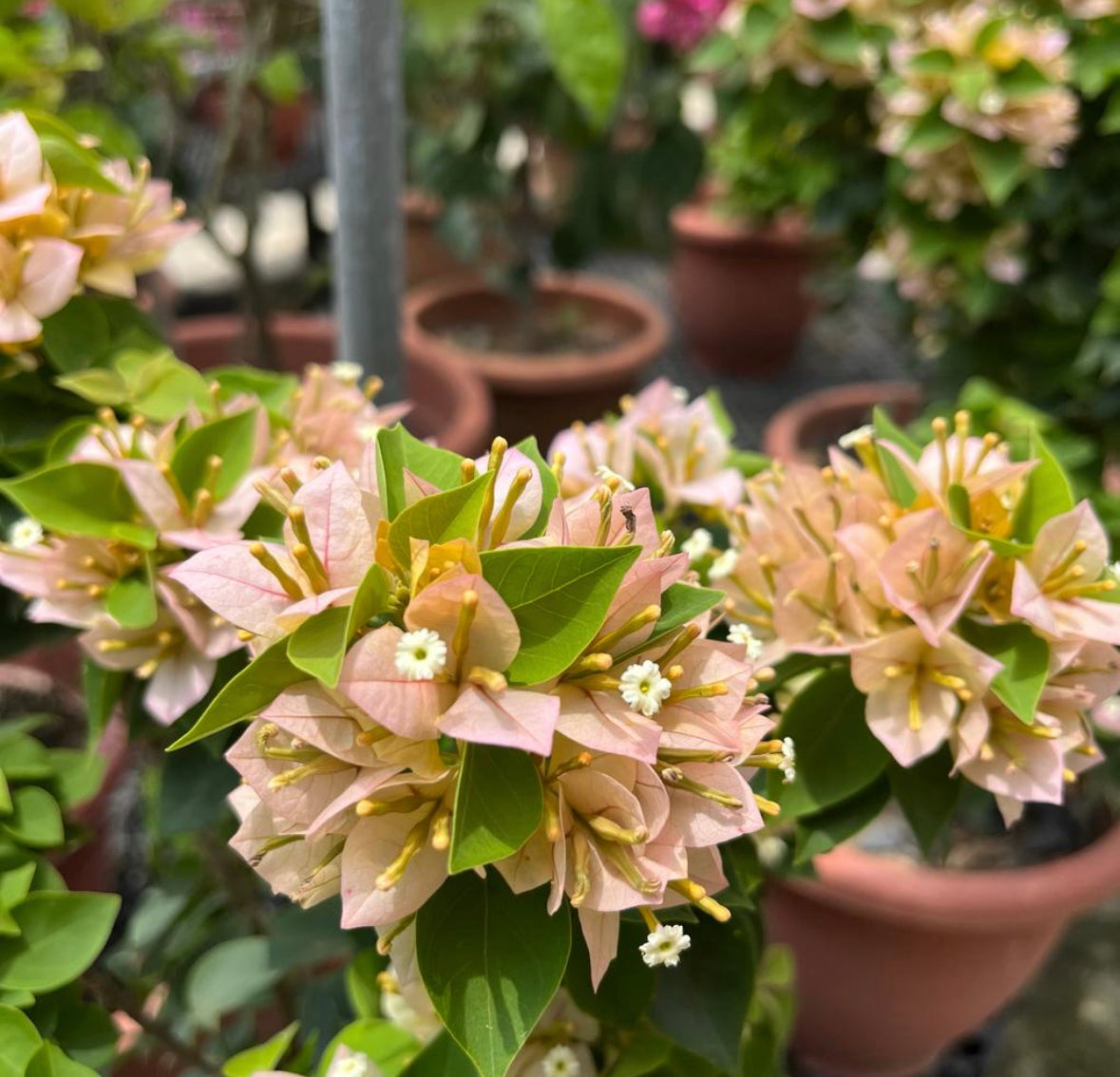 Bougainvillea 'Sunvillea Cream' (0.5m)