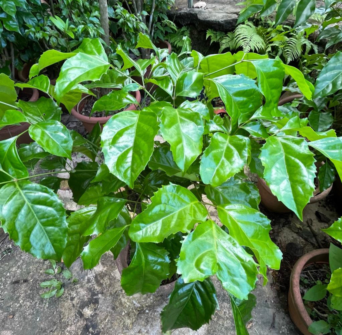 Radermachera Sinica, China Doll Plant (0.8m)