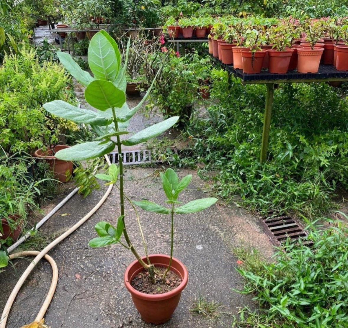 Calotropis Gigantea, Giant Milkweed (1m)