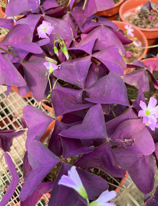 Oxalis Triangularis, Purple Shamrocks (0.2m)