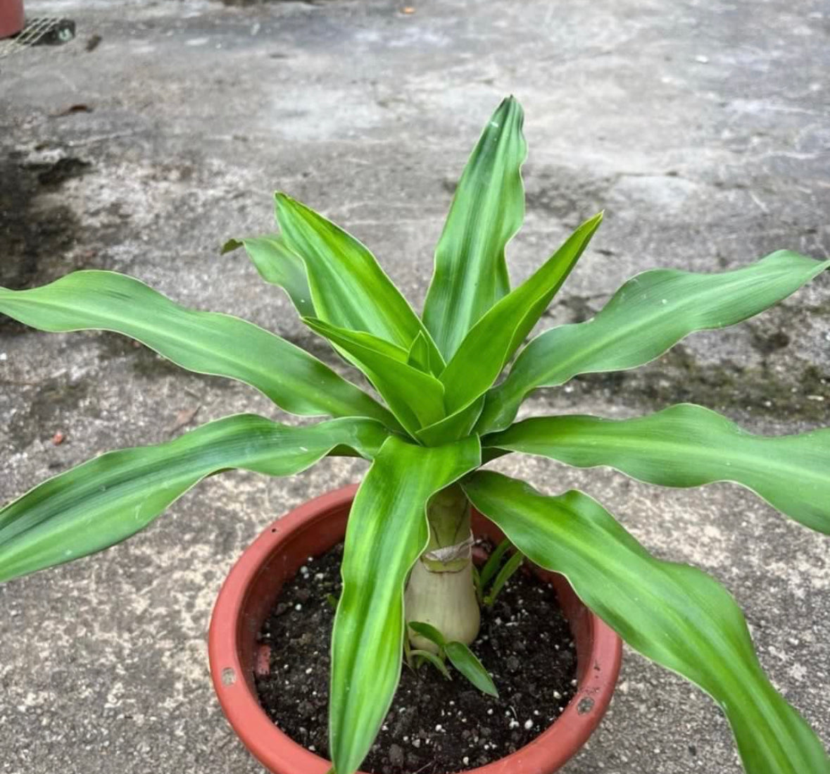 Crinum Asiaticum, Giant Crinum Lily, Grand Crinum Lily, Spider Lily (0.4m)