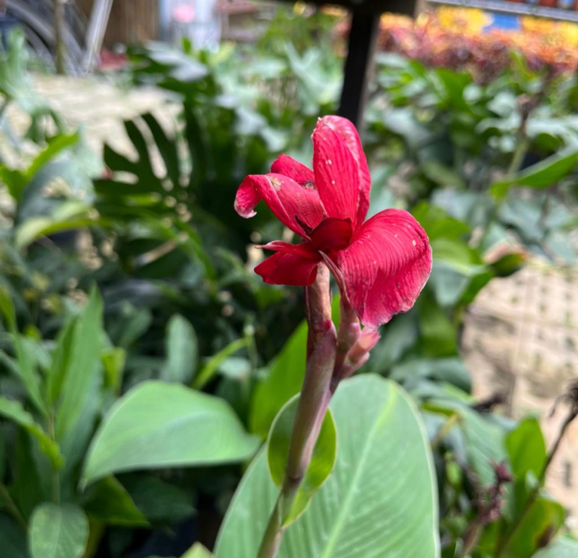 Canna Indica, Indian Shot In Bag (0.8m)