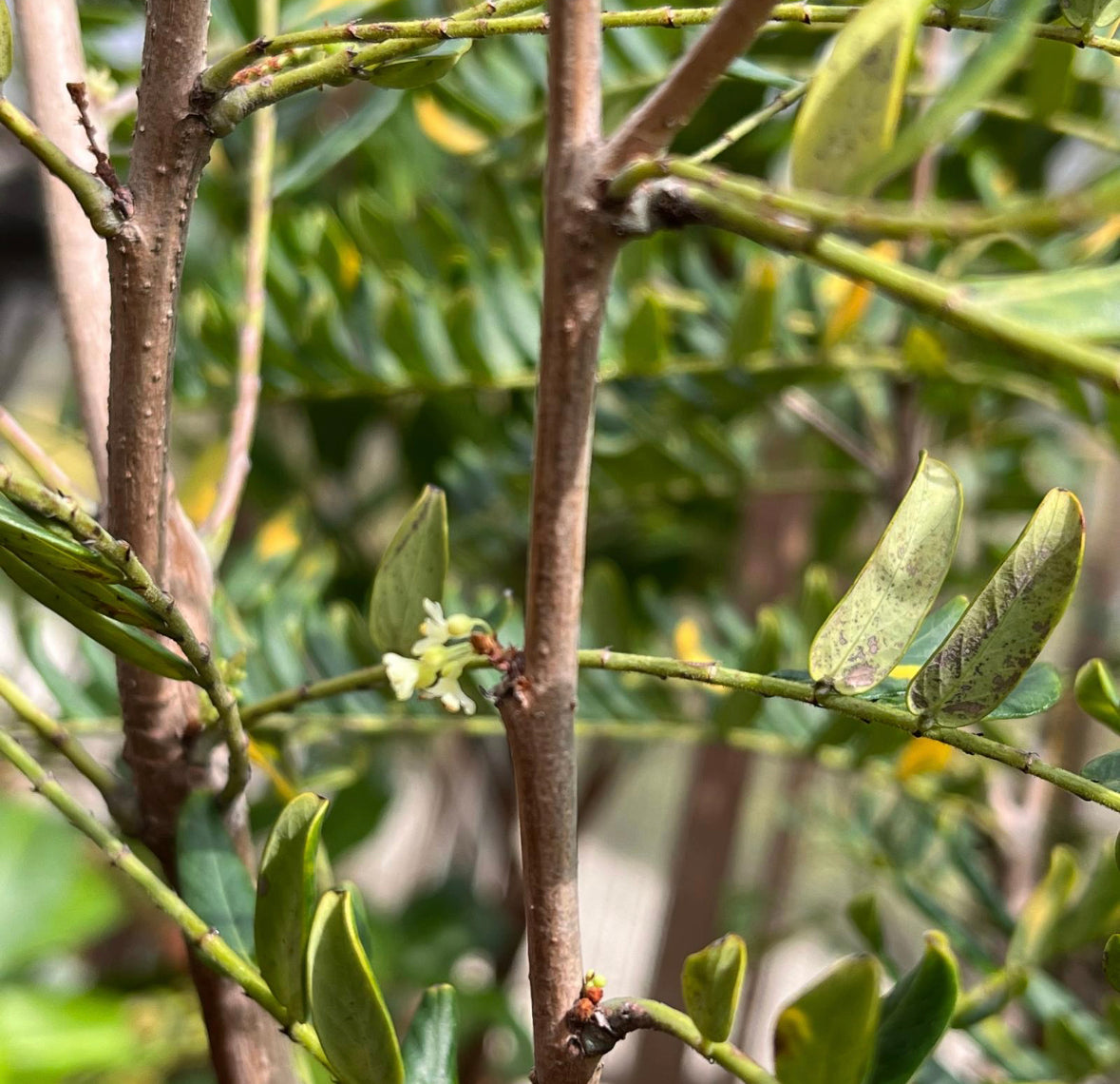 Phyllanthus Emblica, Indian Gooseberry (0.9m)