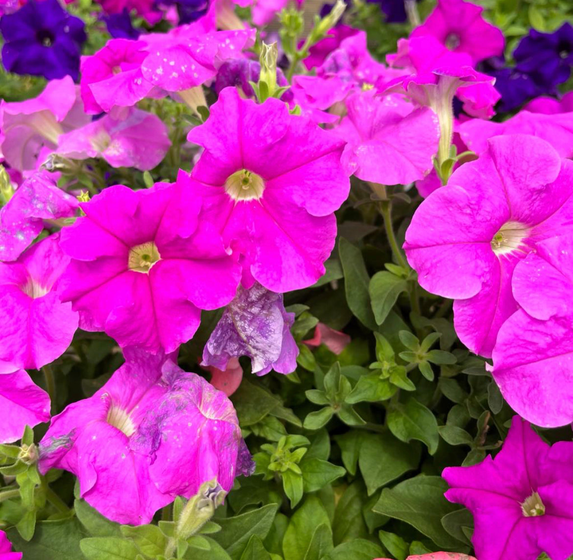 Petunia Violet (0.35m)