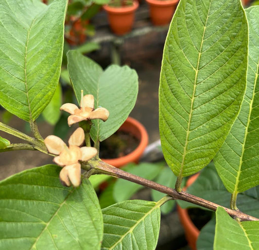 Psidium Guajava, Guava (1m)