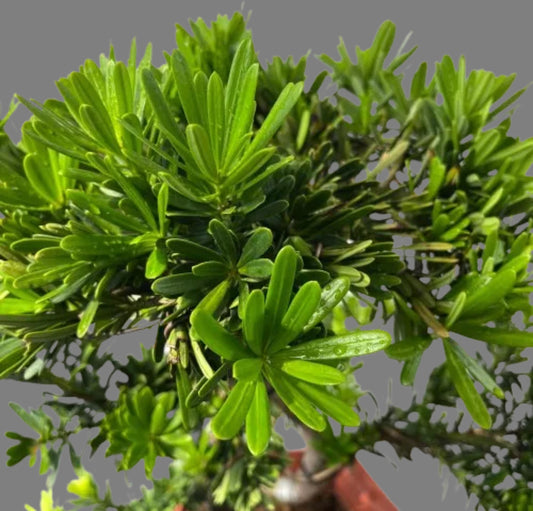 Podocarpus Bonsai (0.8m)