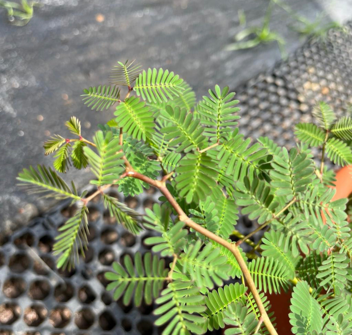 Neptunia Oleracea, Water Sensitive Plant, Water Mimosa (0.3m)