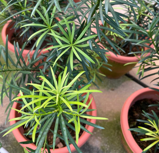 Podocarpus Macrophyllus (1m)