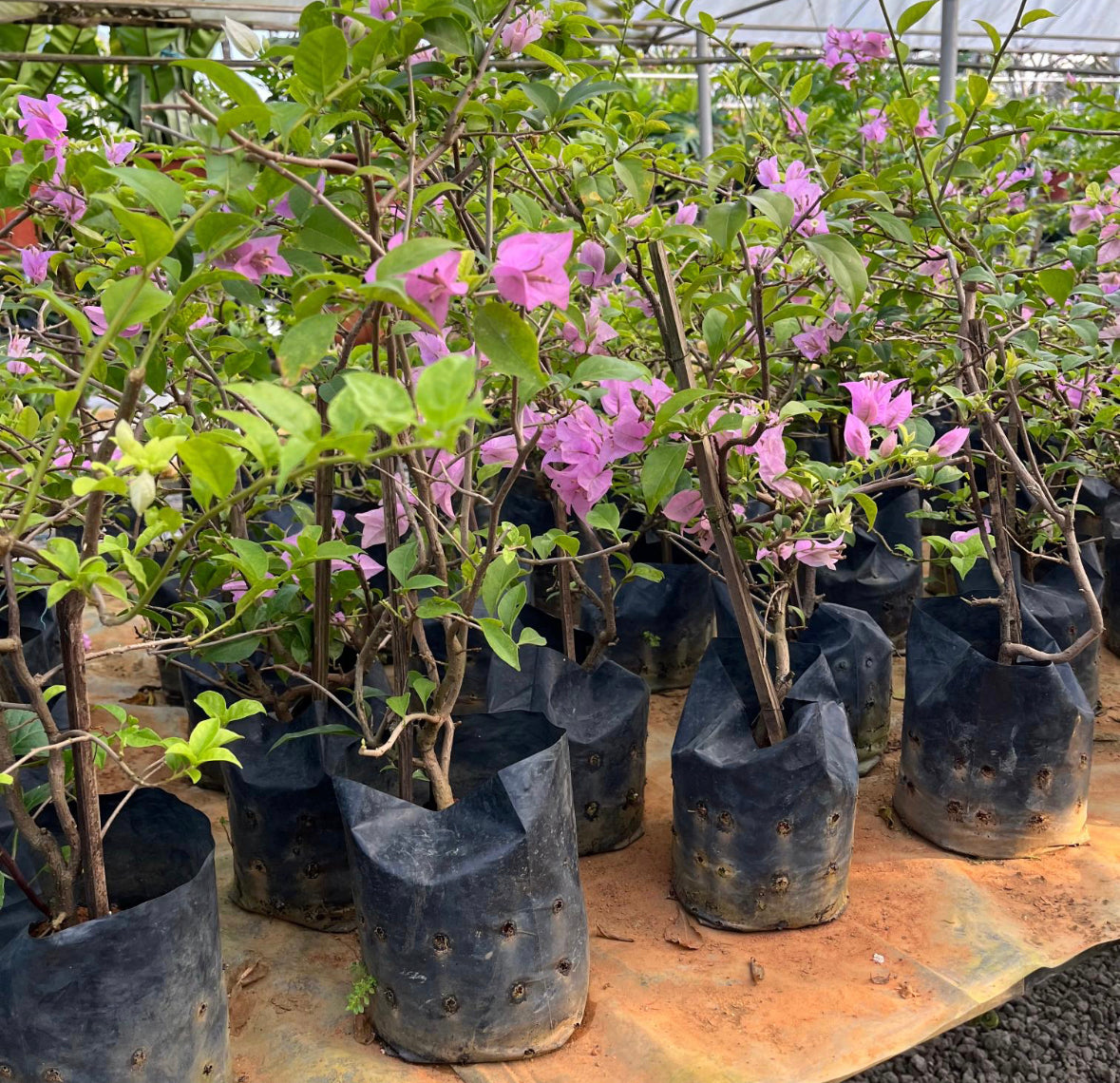 Bundle Of 3 - Bougainvillea Mix Colours in Bag (0.5m)