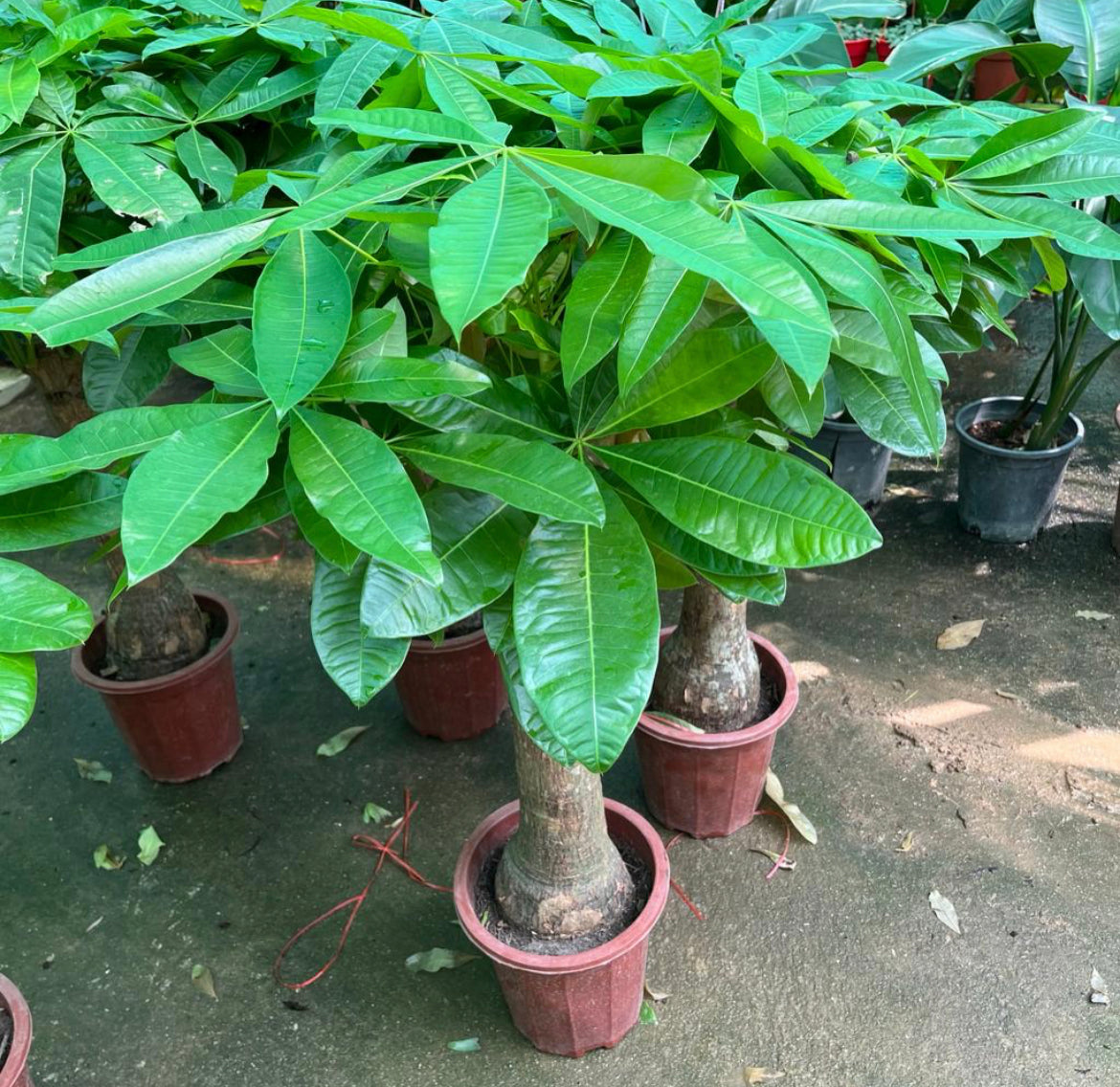 Pachira Aquatica, Single Trunk Money Bonsai Tree (1m)