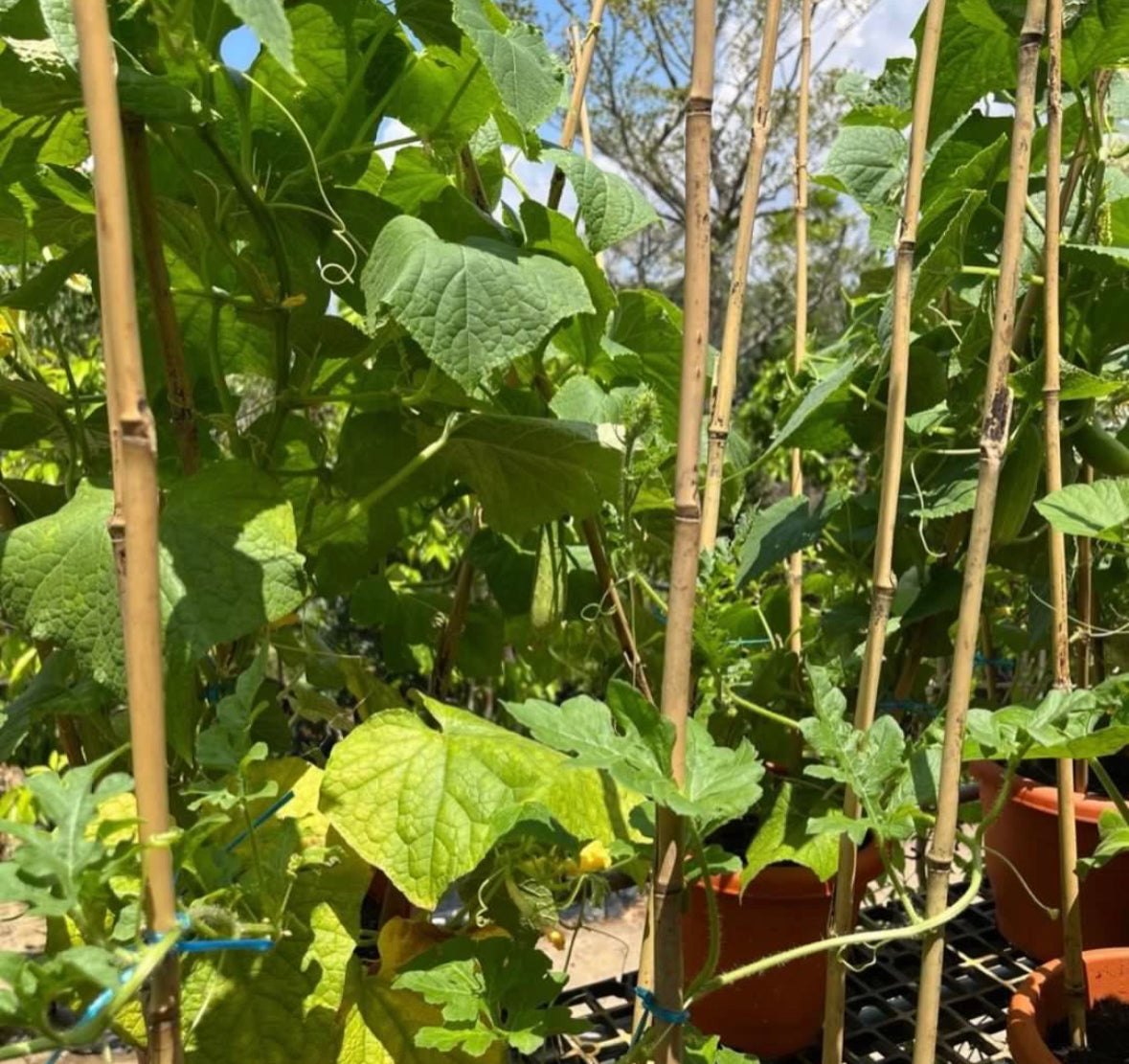 Cucumber Plant (0.6m)