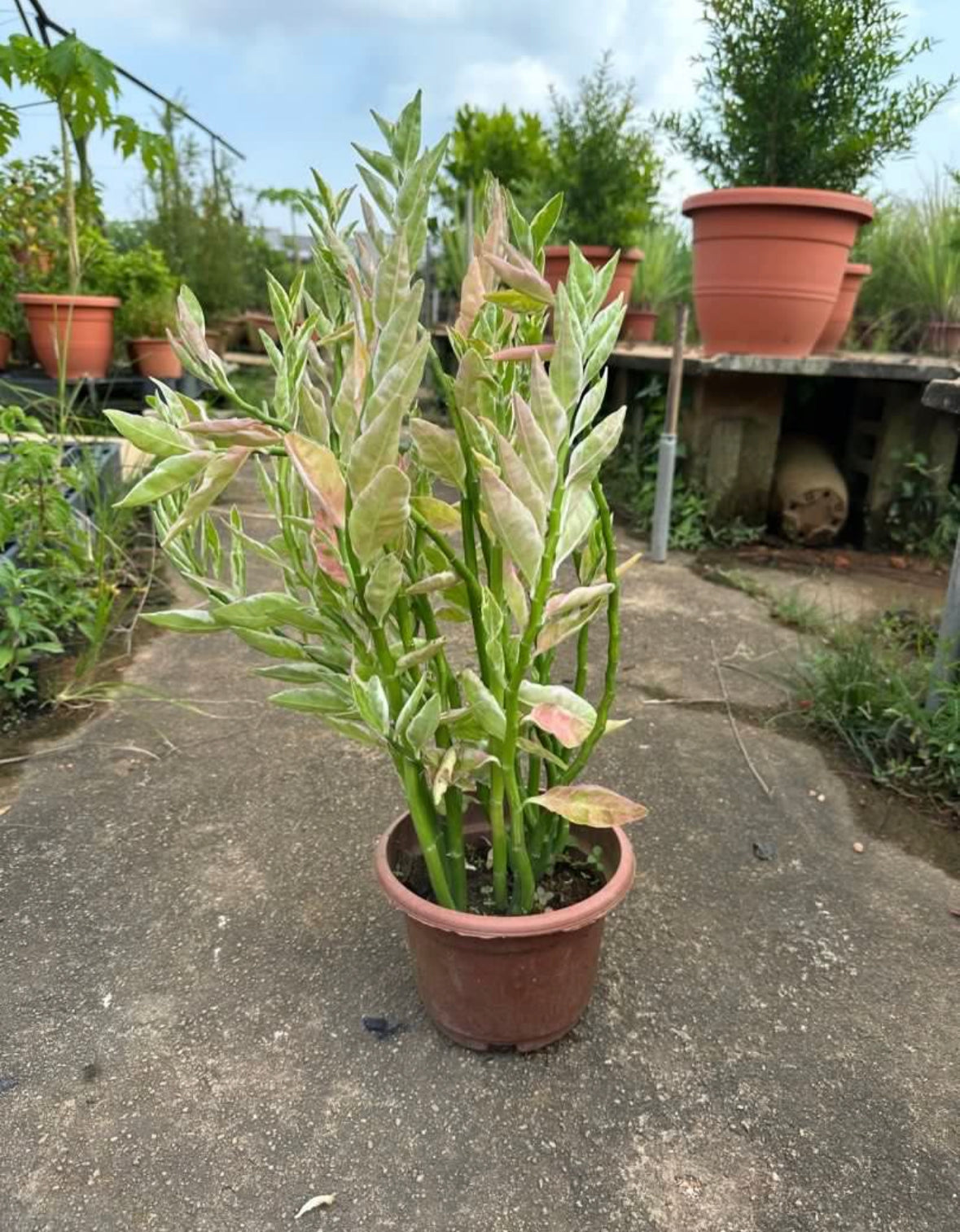 Variegated Pedilanthus Tithymaloides (0.5m)