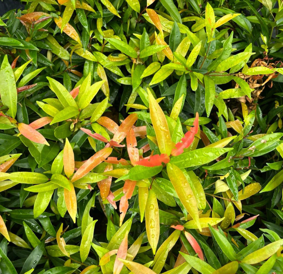 Bundle Of 5 - Eugenia Sinubanensis, Syzygium Campanulatum In Bag (0.4m)