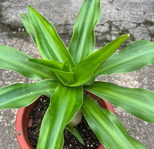 Crinum Asiaticum, Giant Crinum Lily, Grand Crinum Lily, Spider Lily (0.4m)