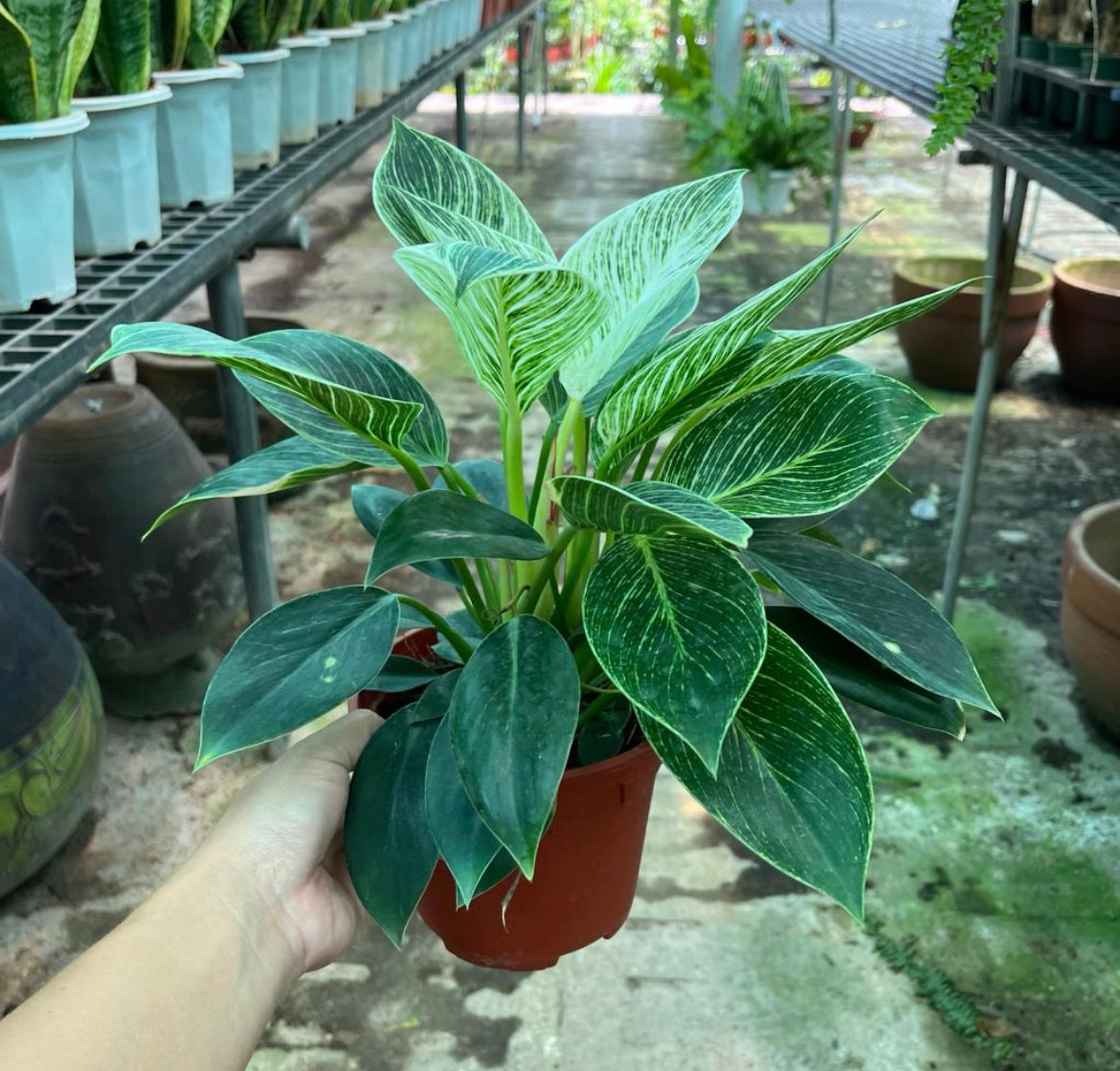 Philodendron Birkin (0.2m)