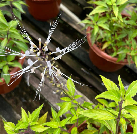 Orthosiphon Aristatus, Cat's Whiskers White (0.35m)