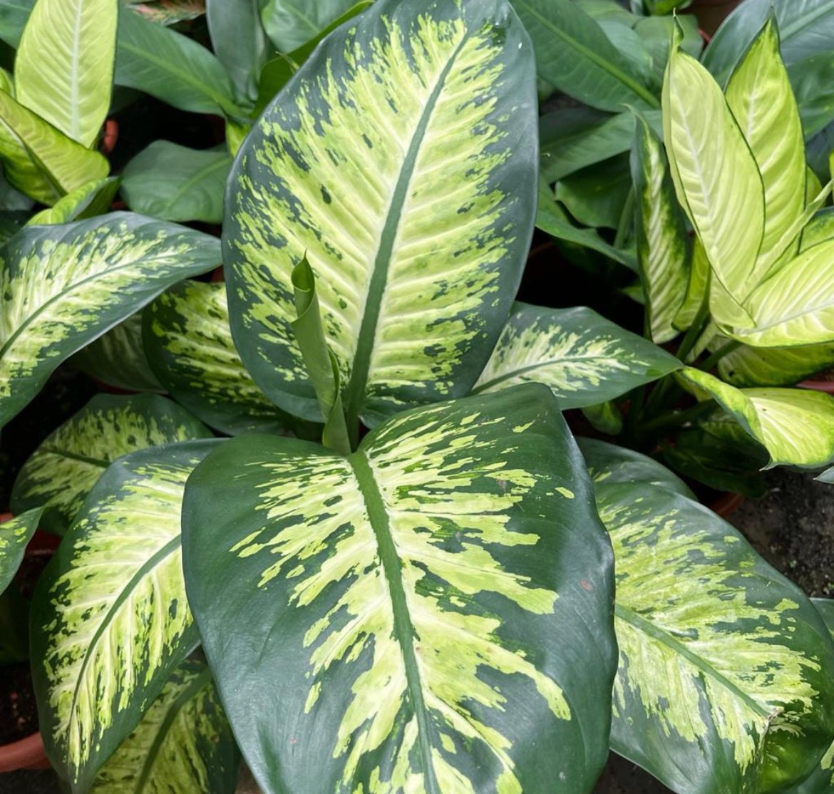 Dieffenbachia Amoena 'Tropic Snow' (0.5m)